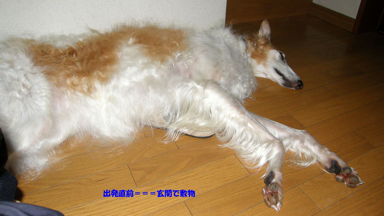 立上がれ！出かけるぞ！