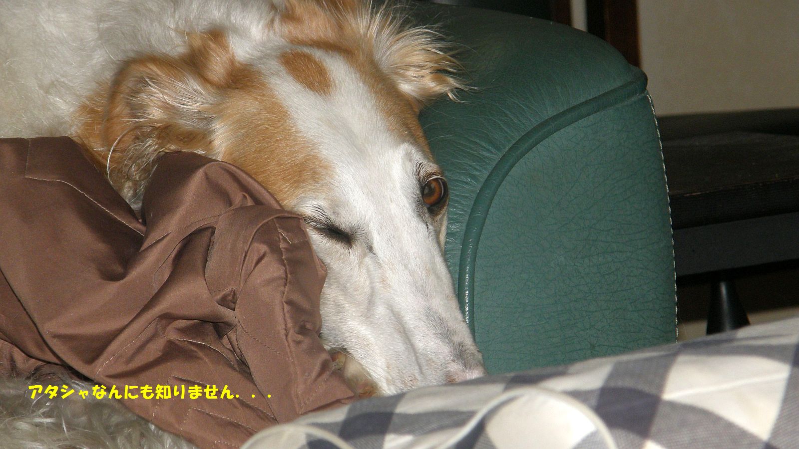 ケサランパサランの素