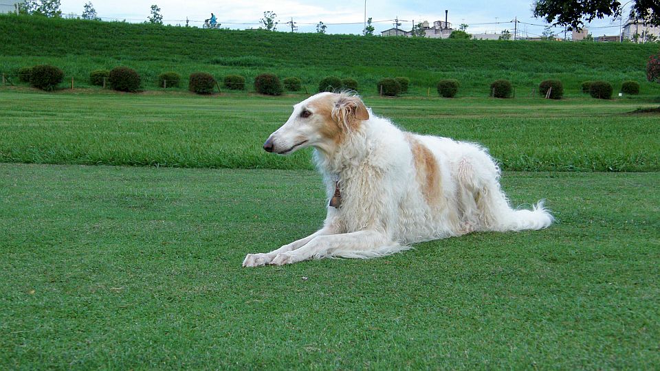 ココの場所だけヨーロッパ