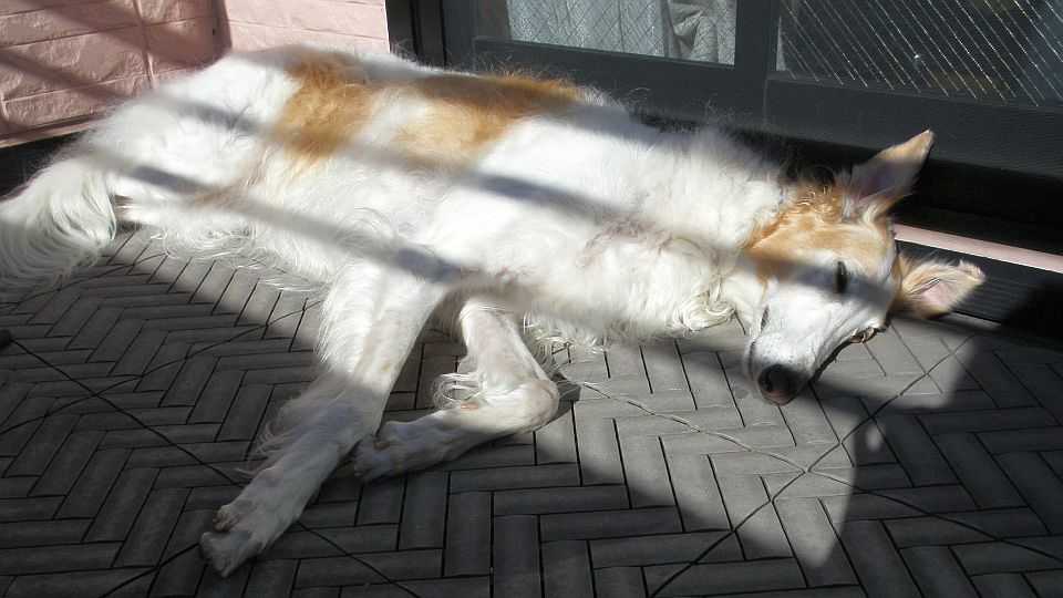 日だまりのサイズピッタリ