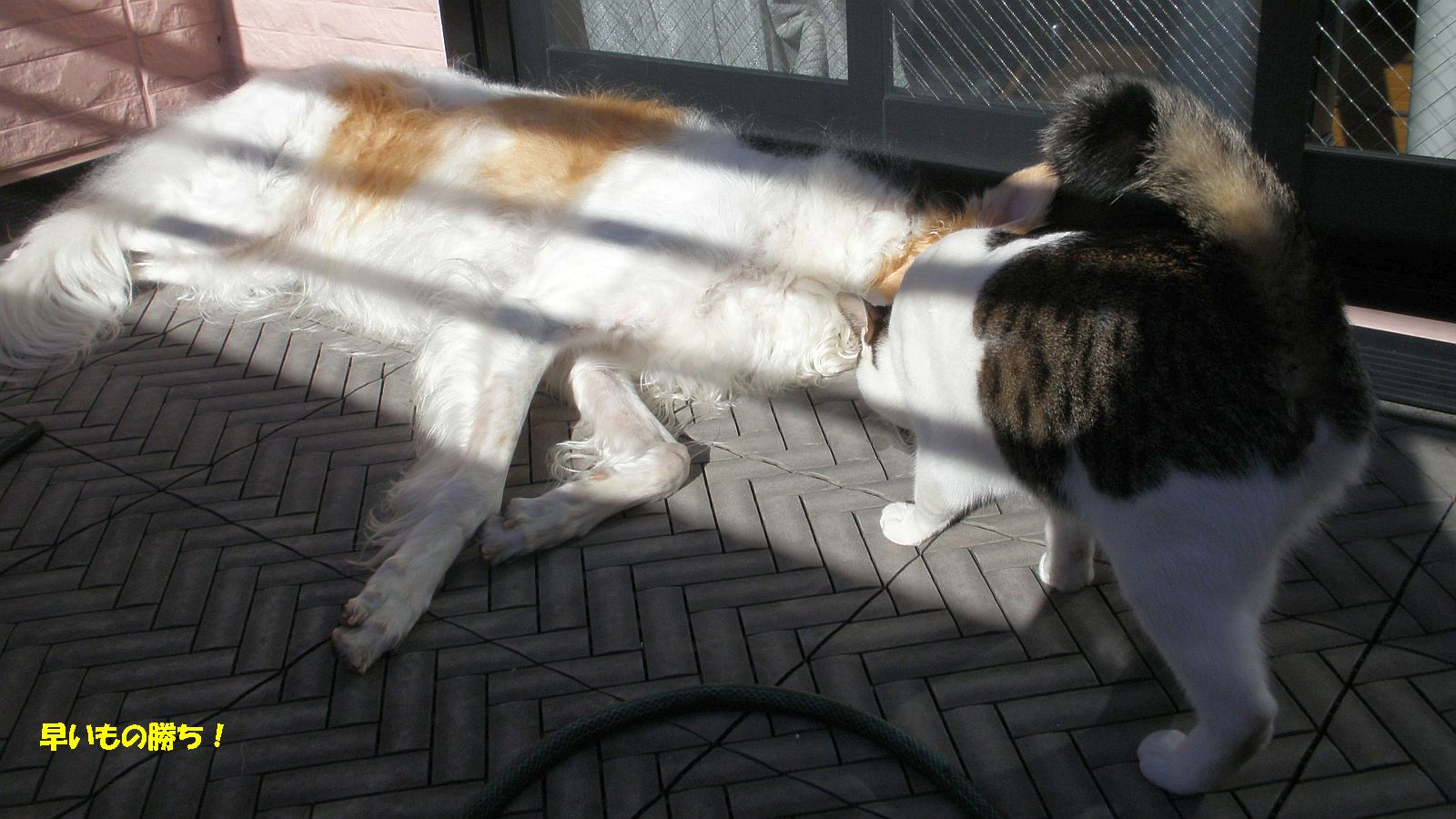 どいて下さい－イヤダ！