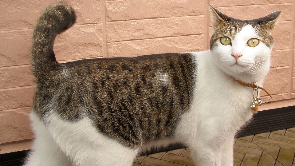 あちこちに出没