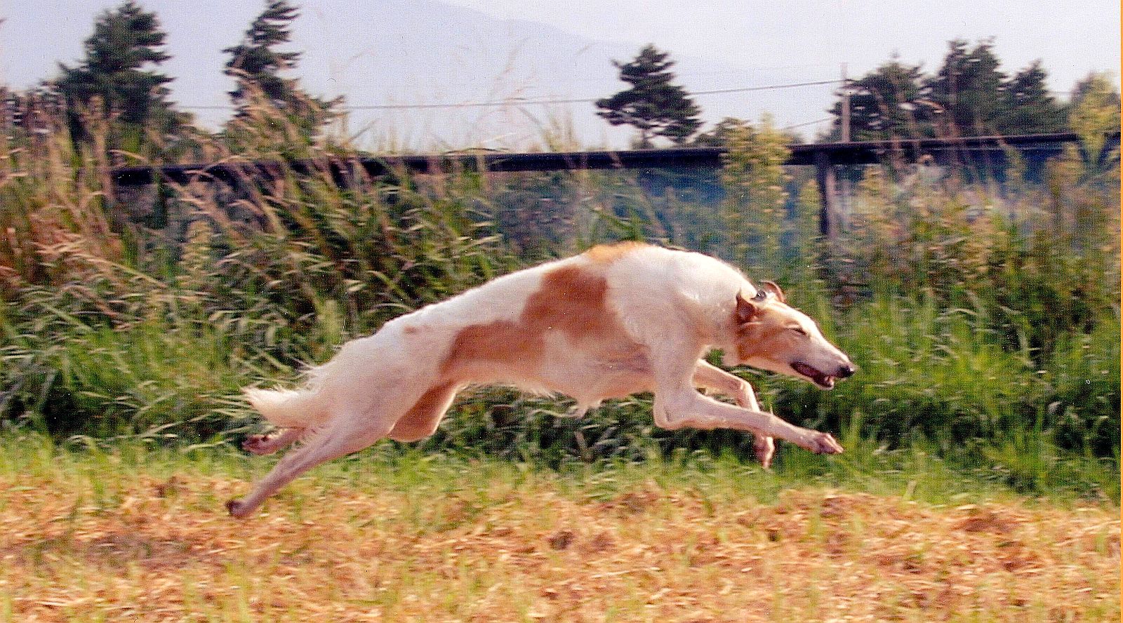 ちょっと太めか？