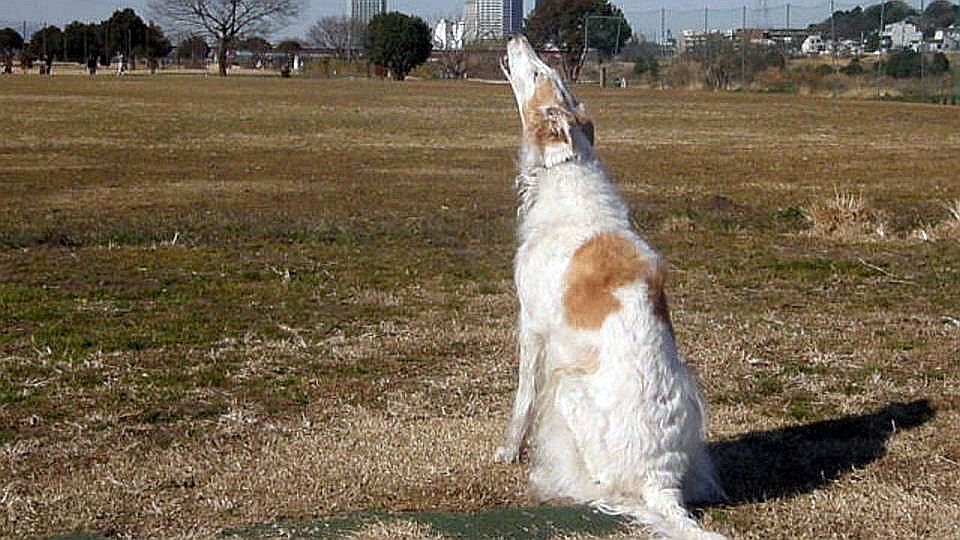 ハズカシイからやめてくれ！