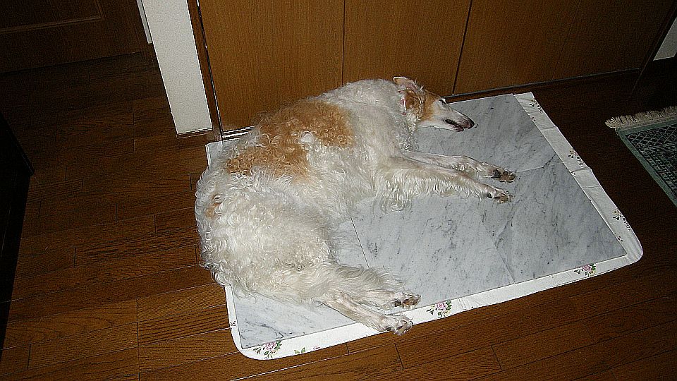 生乾きの臭いが漂っている