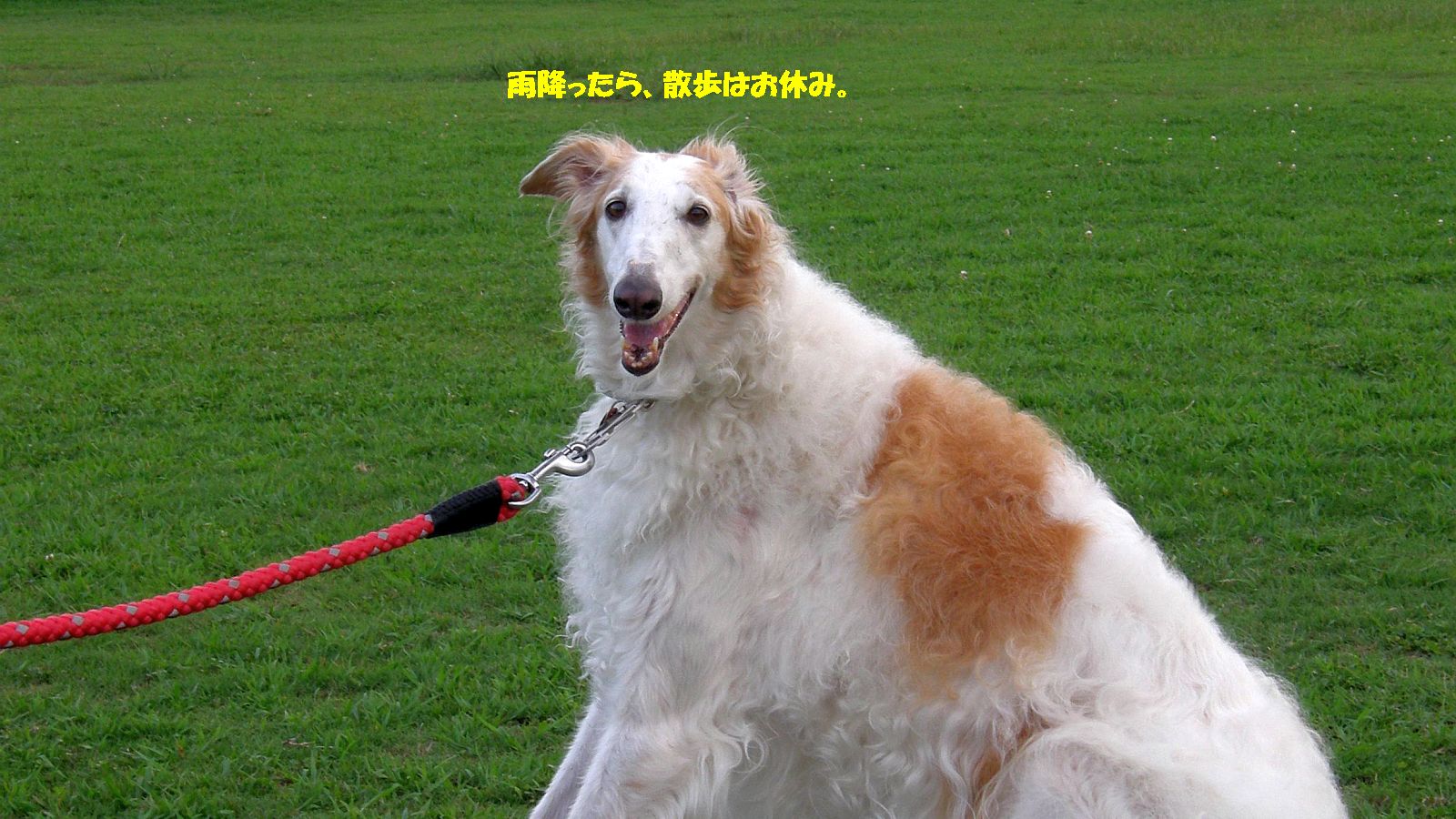 オートマチック限定条件なし