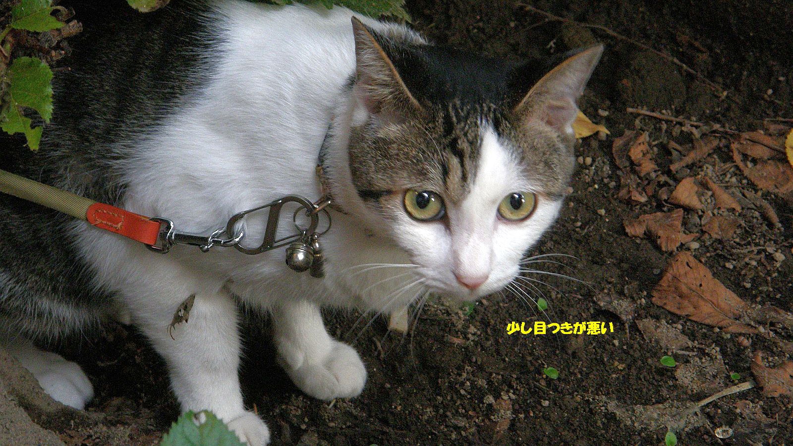 もっと太らせた方がよい