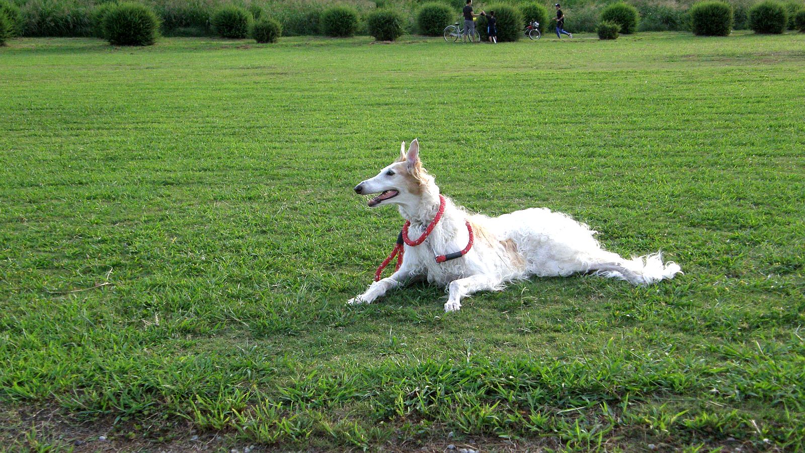 ロバの耳と同じようにヒクヒク動く