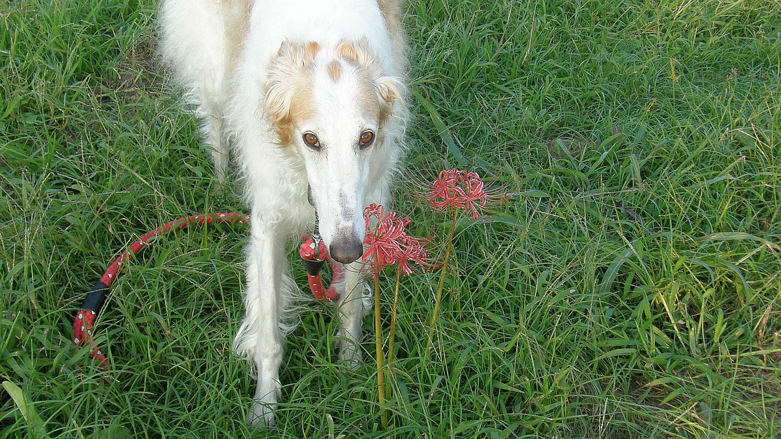 鮮やかさ不足の曼珠沙華