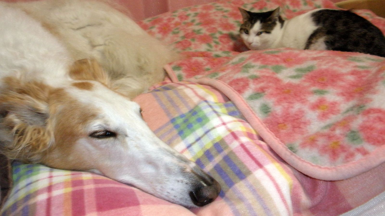 近すぎピンボケ