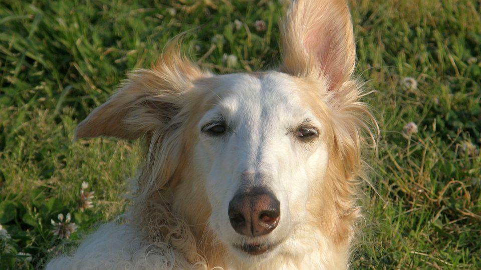 すぐにウツラ・ウツラ