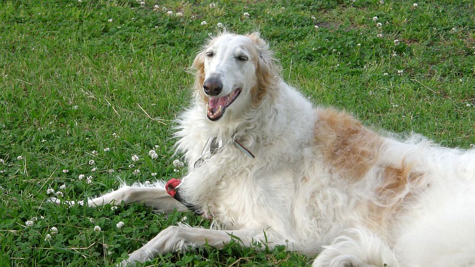 すぐにウツラ・ウツラ