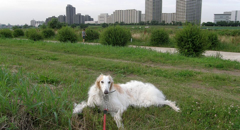 行き倒れ、歩けない！
