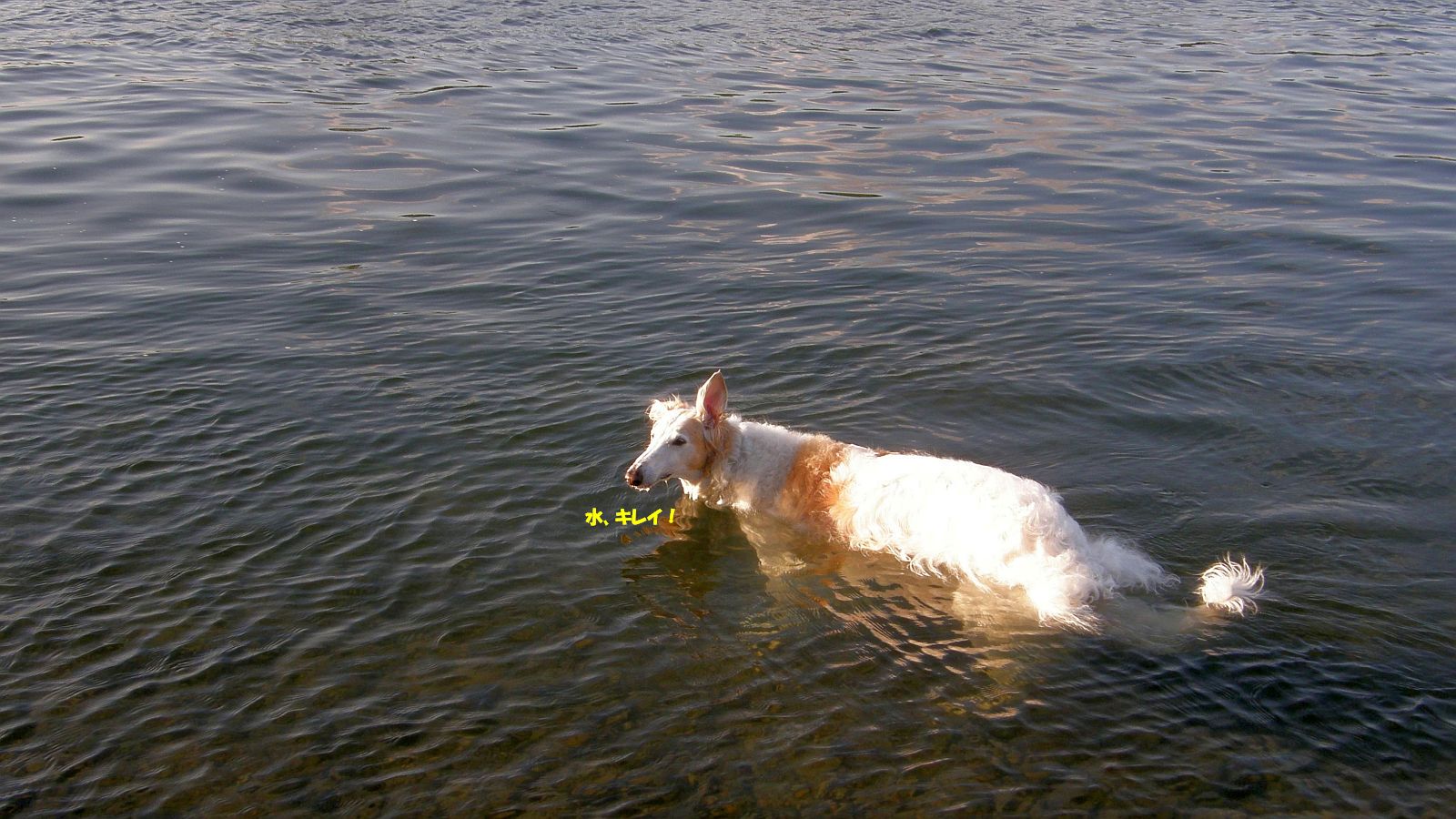 飲んでも平気！