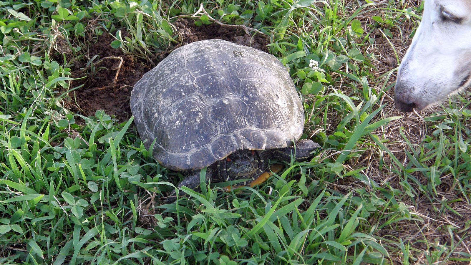 どこから来たの？