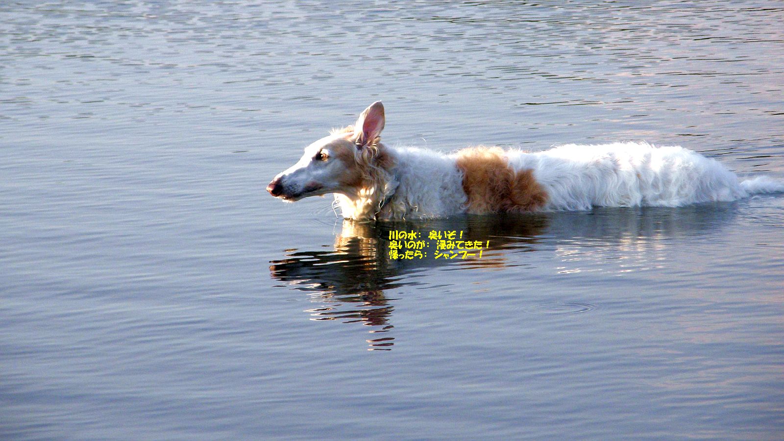 清流とは大違い