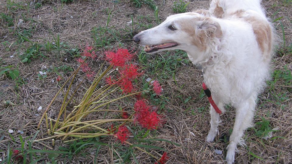 サービスクリーパー