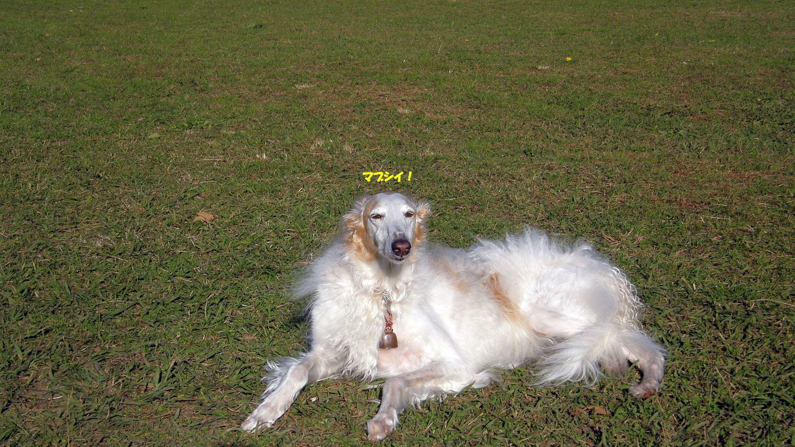 ”夜遊びが過ぎる"