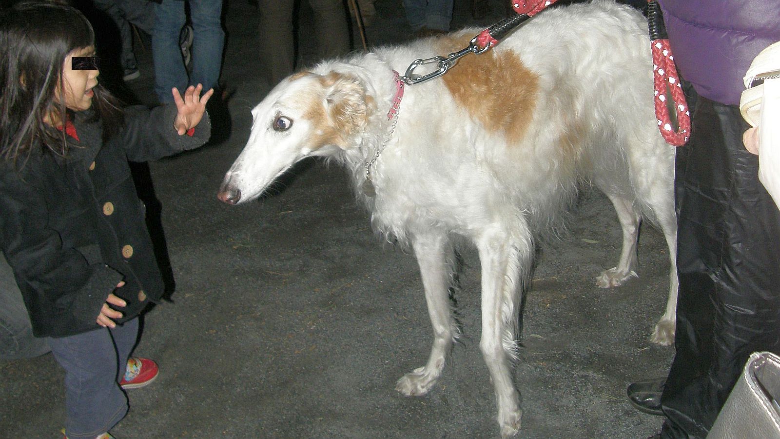 チチヤヤホホヤ