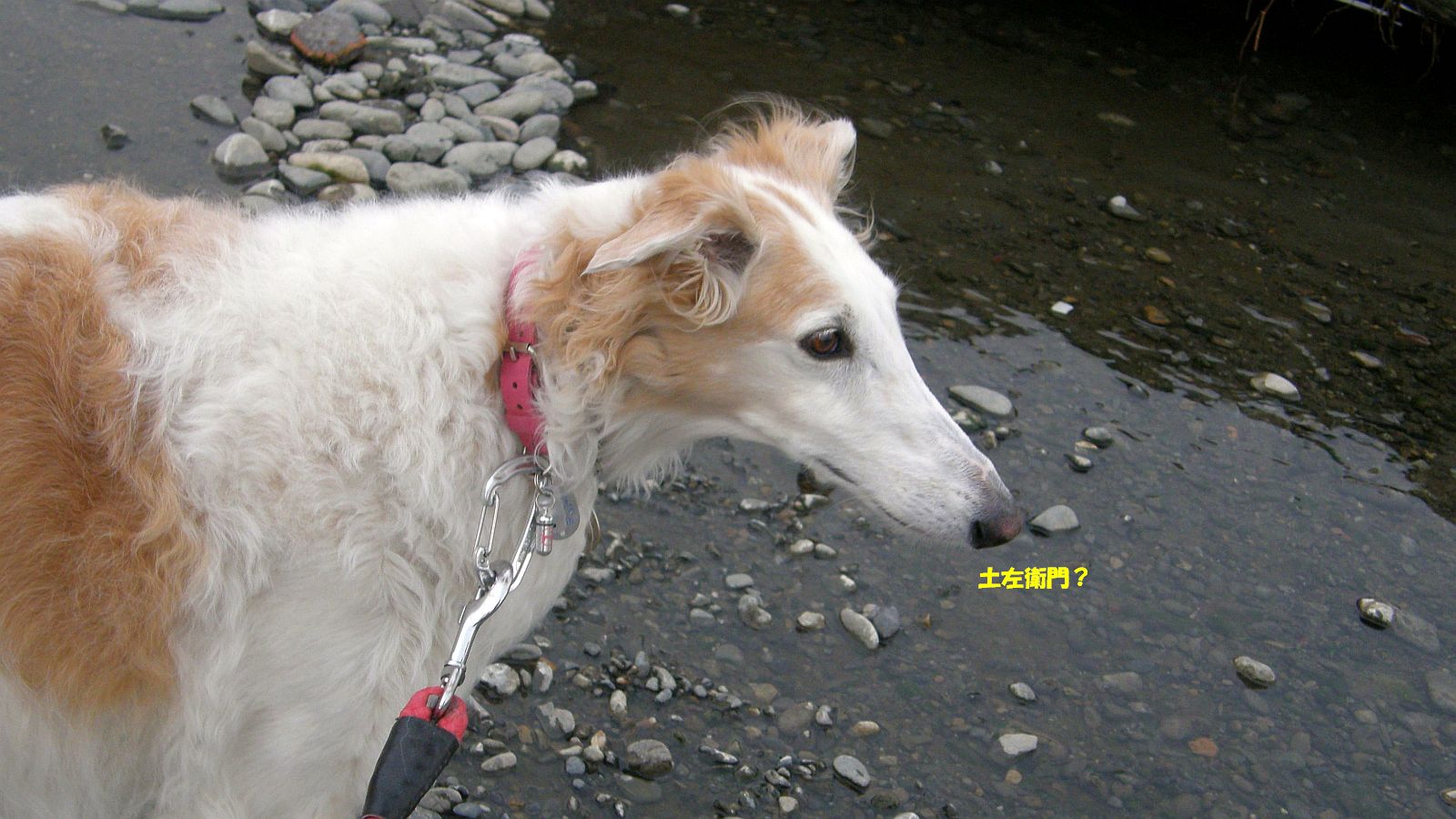 海抜：海と同じ