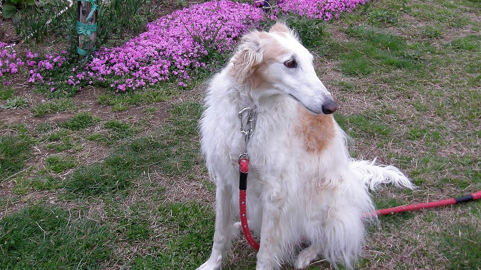 シッコ臭いぞ！