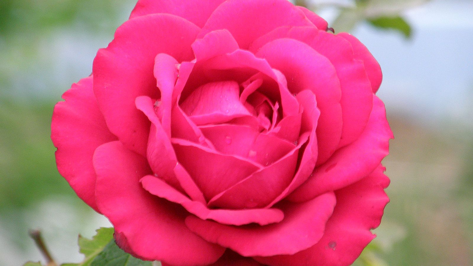 薔薇という漢字はまだ書けない