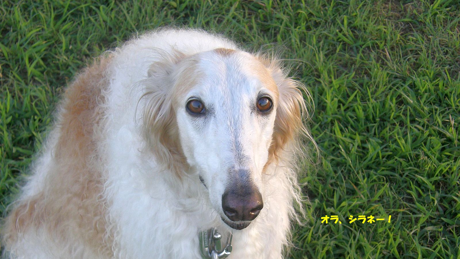 犯人は臭いでわかる