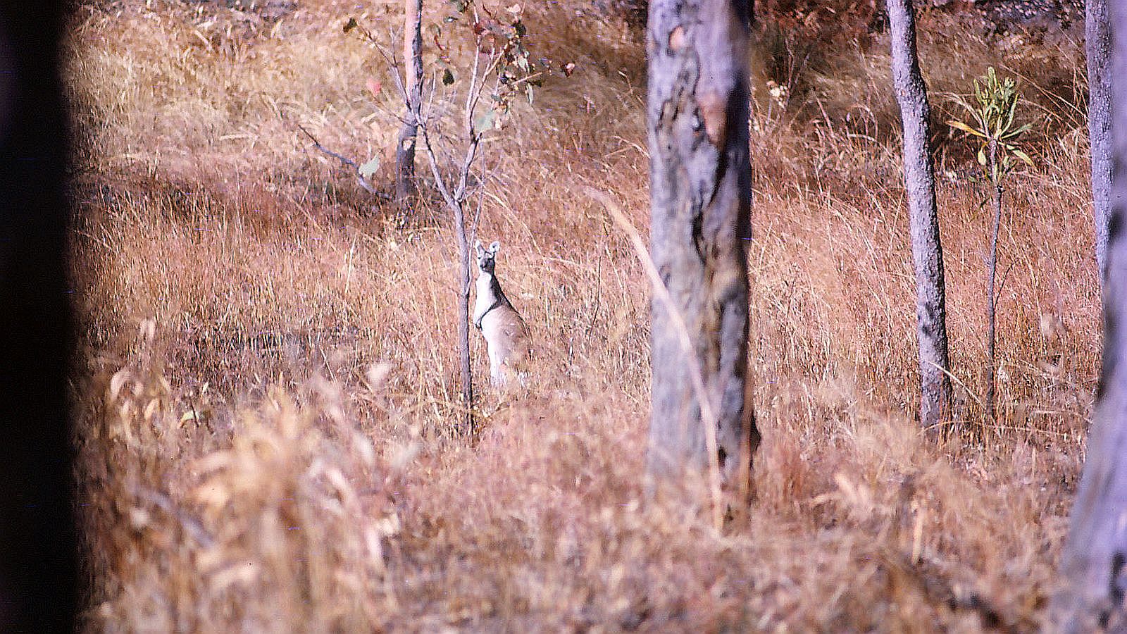 カンガルー（野生？）