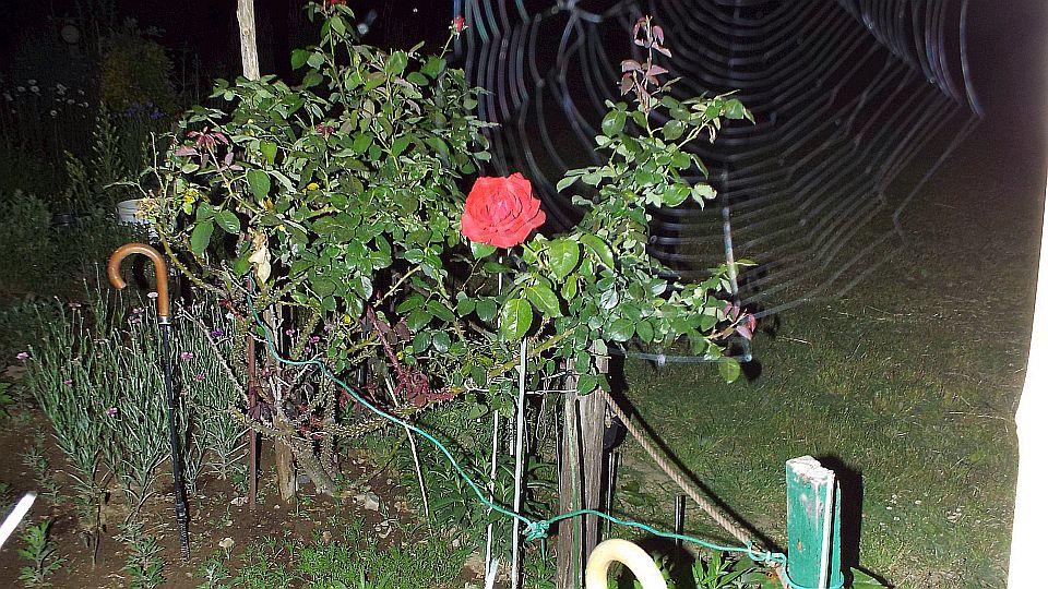 クモの巣ジャマ