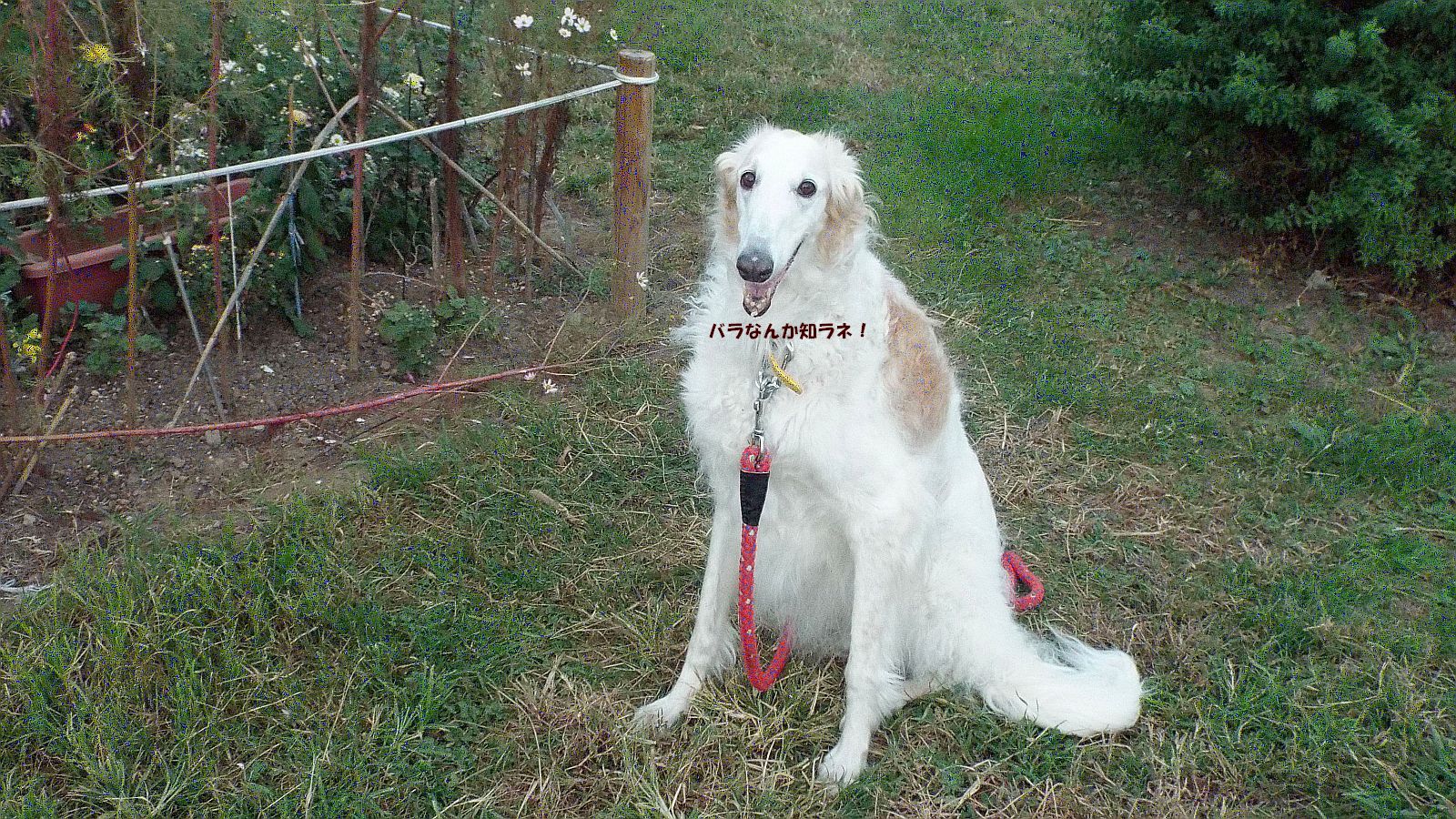 この薔薇 気になる！